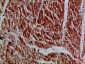 MYH6/7 Rabbit pAb ABZ1559