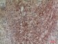 NRG2 Rabbit pAb ABZ1564