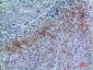 Neuropilin 2 Rabbit pAb ABZ1565