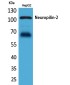 Neuropilin 2 Rabbit pAb ABZ1565