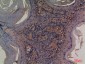 CD73 Rabbit pAb ABZ1566