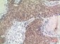 Histone H2B Rabbit pAb ABZ1571