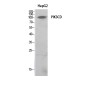 PI3 Kinase p110 delta Rabbit pAb ABZ1572