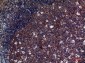 CD42d Rabbit pAb ABZ1574