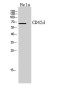 CD42d Rabbit pAb ABZ1574