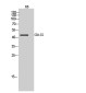 Poliovirus Receptor/PVR Rabbit pAb ABZ1580