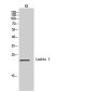 CD179b Rabbit pAb ABZ1581