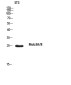 MOB3A/B Rabbit pAb ABZ1584