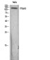 Integrin alpha 3 Rabbit pAb ABZ1587