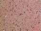 NNT1 Rabbit pAb ABZ1591