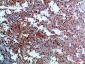 CD42c Rabbit pAb ABZ1596