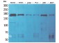 Synaptonemal Complex Protein 2 Rabbit pAb ABZ1610