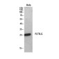 Flt3 Ligand Rabbit pAb ABZ1624