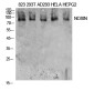 NOXIN Rabbit pAb ABZ1627