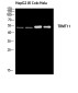 TRMT11 Rabbit pAb ABZ1632
