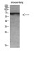 Cytokeratin Rabbit pAb ABZ1641