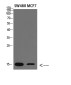 RPA14/RPA3 Rabbit pAb ABZ1642