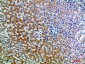 CD109 Rabbit pAb ABZ1643