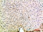 Macrophage Inflammatory Protein 5 Rabbit pAb ABZ1644