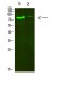 Collagen VIII alpha 2 Rabbit pAb ABZ1654