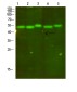 Cytochrome B Rabbit pAb ABZ1671