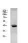 Granzyme B Rabbit pAb ABZ1672