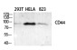 CD44 Rabbit pAb ABZ1673