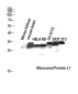 RPL7 Rabbit pAb ABZ1682