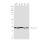 Annexin V Rabbit pAb ABZ1684