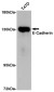 E Cadherin Rabbit pAb ABZ1688