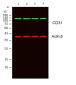 CD31 Rabbit pAb ABZ1696