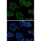 Cellubrevin Rabbit mAb ABZ1706