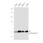 Cellubrevin Rabbit mAb ABZ1706