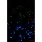ZHX2 Rabbit mAb ABZ1708