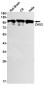 ZHX2 Rabbit mAb ABZ1708