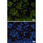 NDUFB9 Rabbit mAb ABZ1710