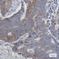 NDUFB9 Rabbit mAb ABZ1710