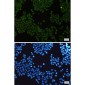 IKK gamma Rabbit mAb ABZ1712