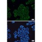 CLIC4 Rabbit mAb ABZ1716
