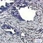 CLIC4 Rabbit mAb ABZ1716