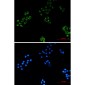 MRPS18B Rabbit mAb ABZ1717