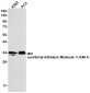 Junctional Adhesion Molecule 1/JAM-A Rabbit mAb ABZ1718
