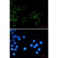 Junctional Adhesion Molecule 1/JAM-A Rabbit mAb ABZ1719