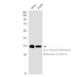 Junctional Adhesion Molecule 1/JAM-A Rabbit mAb ABZ1719
