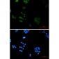 SNX5 Rabbit mAb ABZ1721