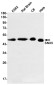 SNX5 Rabbit mAb ABZ1721