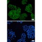 UCHL5 Rabbit mAb ABZ1722