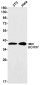 UCHL5 Rabbit mAb ABZ1722