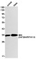 RNF115 Rabbit mAb ABZ1723