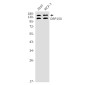 ORP150 Rabbit mAb ABZ1724